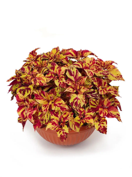 Колеус шлемниковидный крупнолистный Премиум Брайт Холлидей - Партнер фото 4