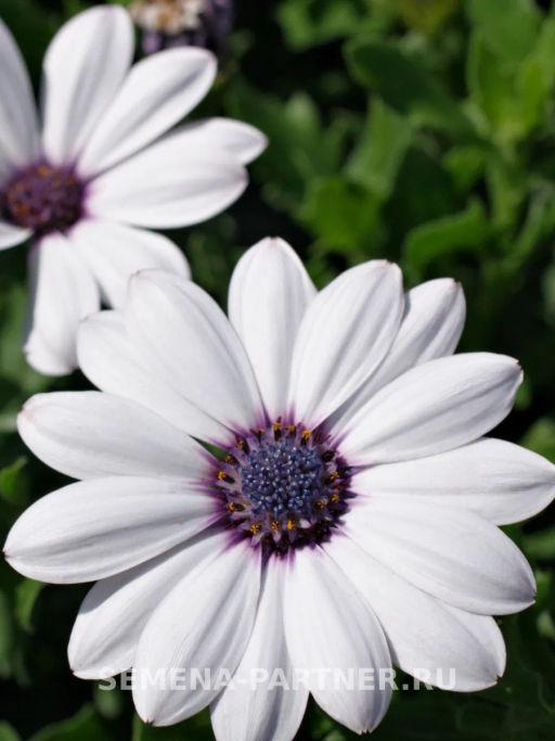 Остеоспермум Эклона Звезды Галактики Сириус - Партнер фото 3