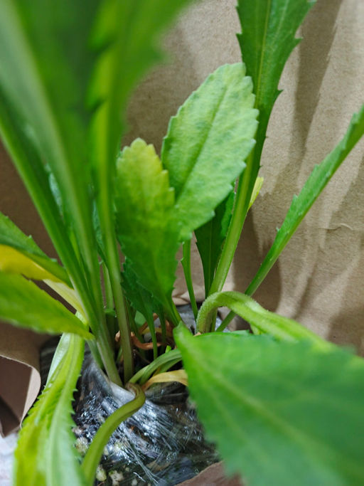 Ромашка садовая