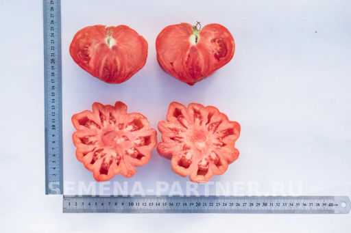 Томат Нина - Партнер фото 7