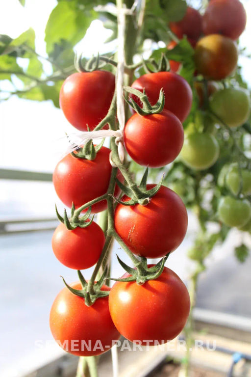 Томат Барух F1 - Партнер фото 5