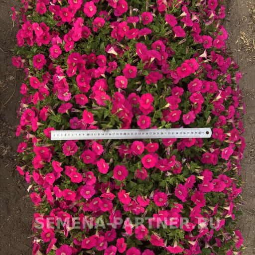 Петуния МиМи Жаклин каскадная розовая с глазком - Партнер фото 8