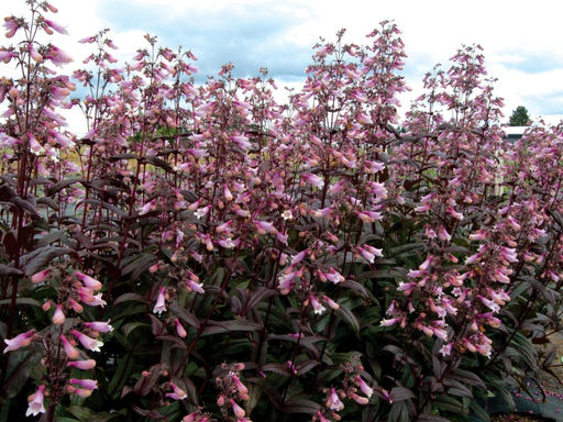 Пенстемон Дарк Тауэрс - Долина роз фото 3