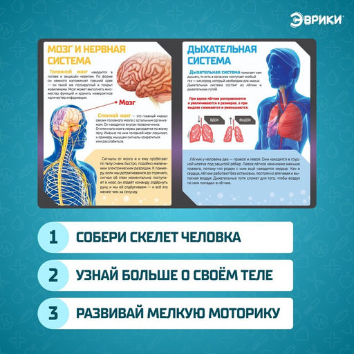 Набор для опытов Скелет человека - Эврики фото 3