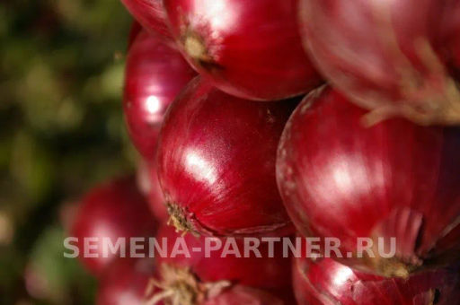 Лук репчатый Ред Барон - Партнер фото 7