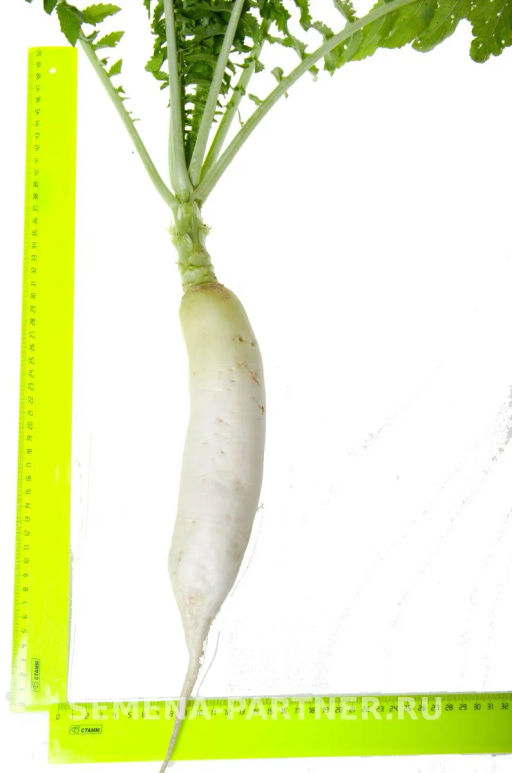 Дайкон Дубинушка - Партнер фото 4