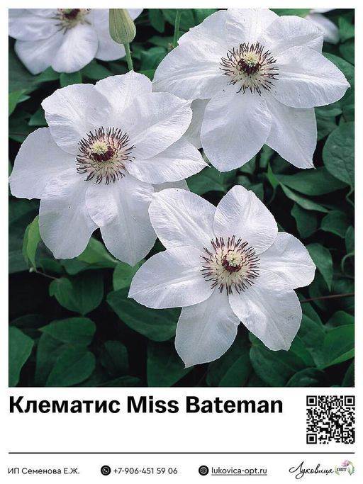 Клематис Miss Bateman