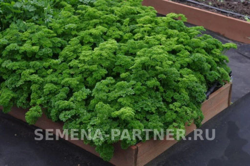 Петрушка кудрявая Астра - Партнер фото 7