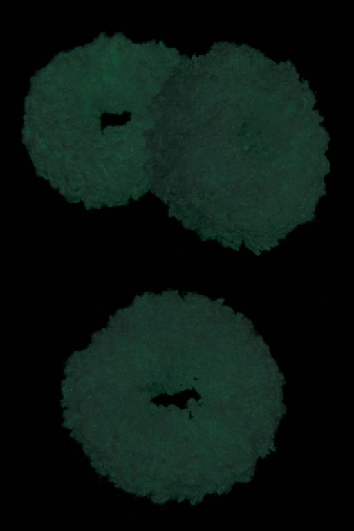 Резинки для волос светящиеся в темноте 5 см (5 шт) SF-7040, сиреневый - No name фото 2