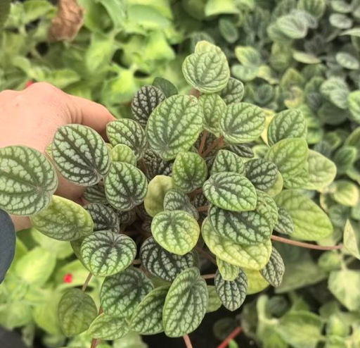 Пеперомия Бурбелла