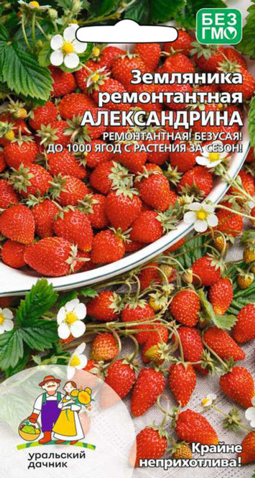 Земляника АЛЕКСАНДРИНА Безусый тип!