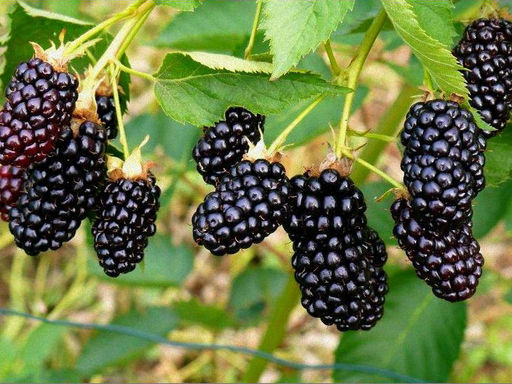 Ежевика Натчез