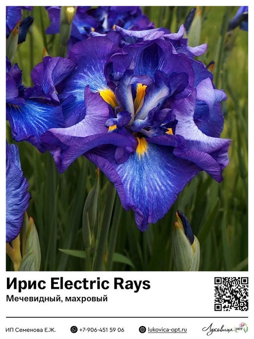 Ирис Electric Rays (Мечевидный, махровый)