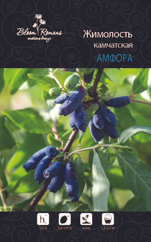 Жимолость Амфора