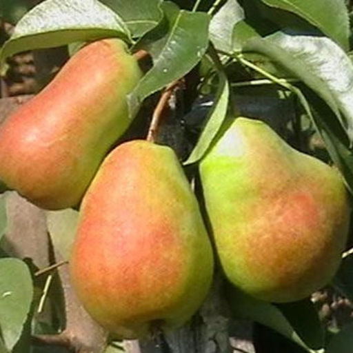 Груша Кафедральная - 7цветов фото 2