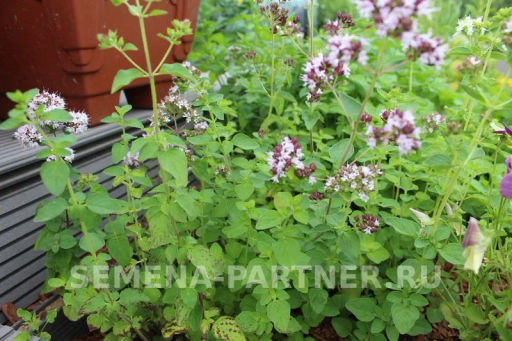 Душица (орегано) Северное Сияние - Партнер фото 4