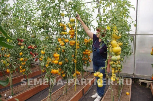 Томат Азоюшка - Партнер фото 4