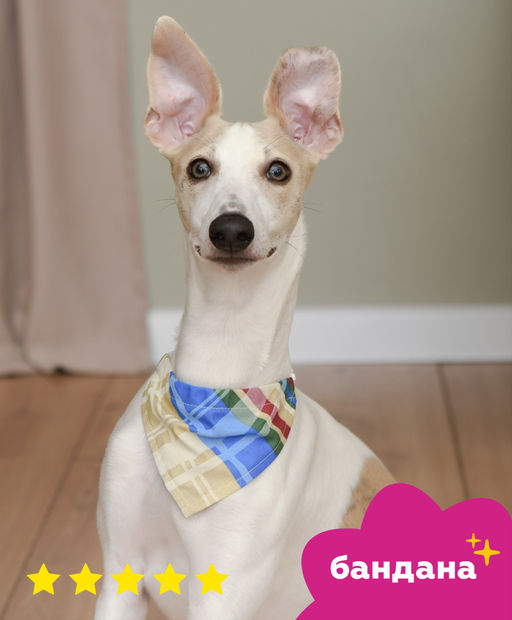 Бандана "Баден", цветная клетка, размер L, ош40см-55см,арт.бан31L бан31L 11сд22