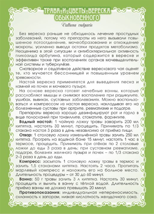 2 шт. Вереск обыкновенный (трава и цветы) - Мариславна фото 4