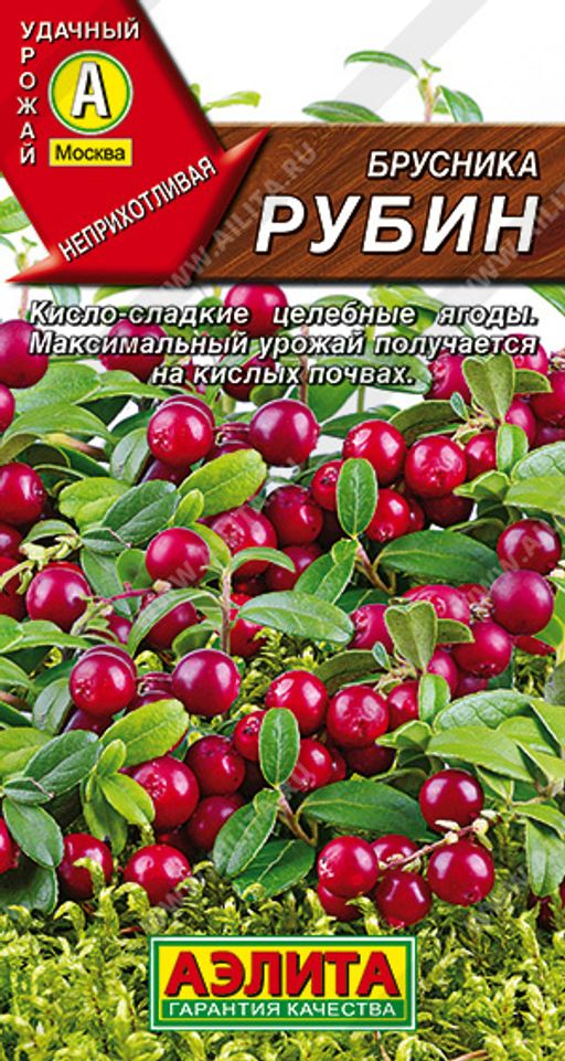 Брусника Рубин