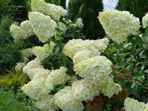 Гортензия метельчатая Полар Бир - Долина роз фото 4