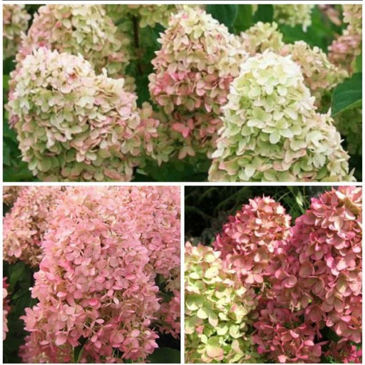 Гортензия метельчатая Меджикал кандл 1 год ЗКС тара 0,5л