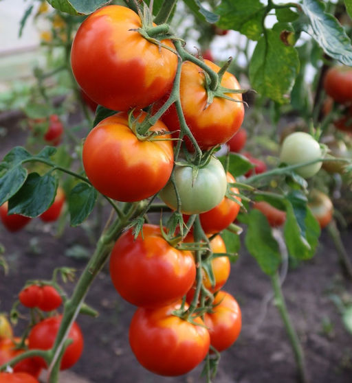 Томат МАРГЛОБ Легендарный сорт 1917 года! Попробуй историю на вкус! Невероятная устойчивость к болезням позволяет его возделывать уже более 100 лет! Урожайность до 20 кг с метра! - Уральский дачник фото 2