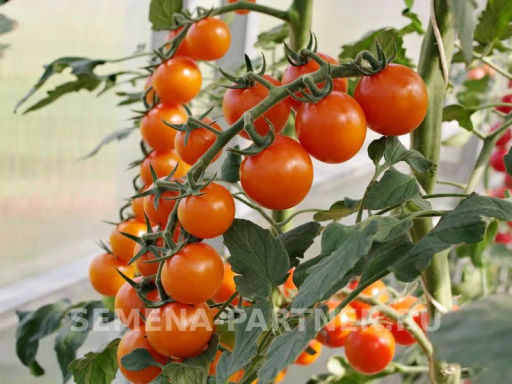 Томат Рыжий Фермер - Партнер фото 5