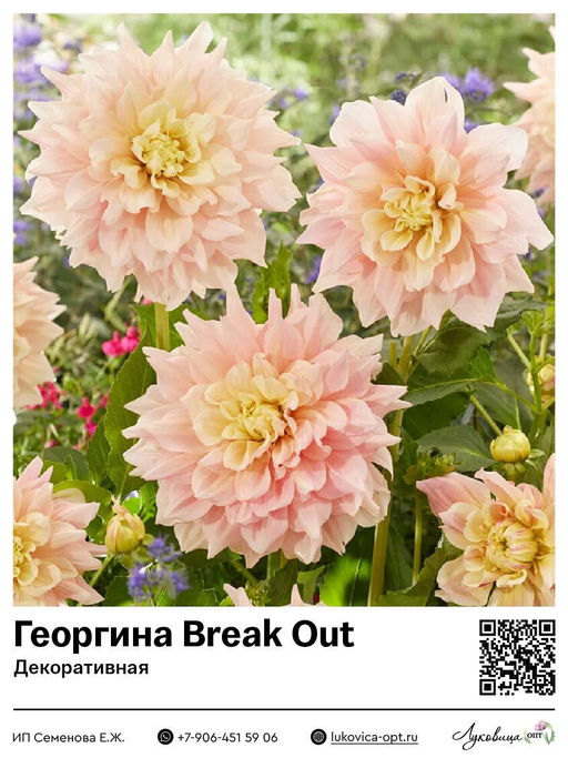 Георгина Break Out (Декоративная)