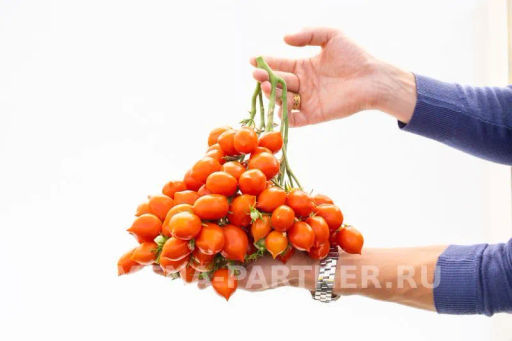 Томат Поцелуй - Партнер фото 7