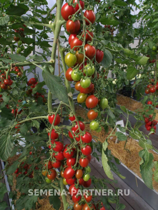 Томат Джессика - Партнер фото 6