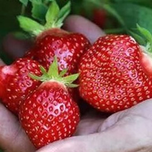 Клубника Ранняя Плотная