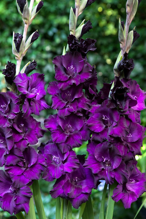 ГЛАДИОЛУС Блэк Вельвет Разбор 10/12 Кол-во упак., шт 10