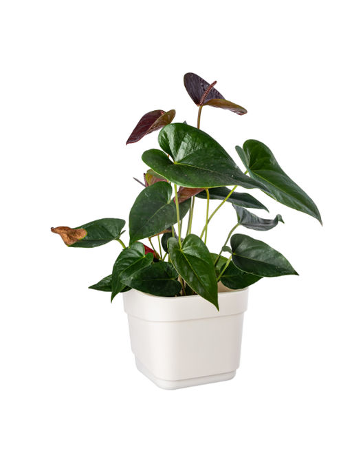 Горшок для цветов 4л d188 h 176мм молочный HILLS