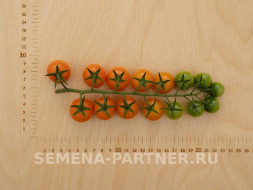 Томат Рыжий Фермер - Партнер фото 8