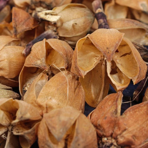 Сухие цветы кунжута, 30 г, цвет натуральный - Simaland фото 2