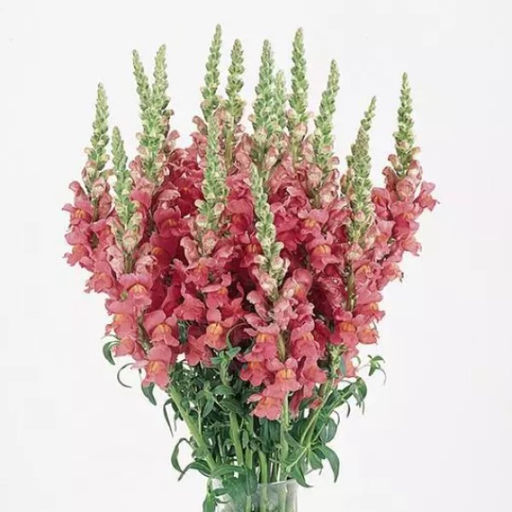 5210D Антирринум (Львиный зев) Кул Роуз 10шт