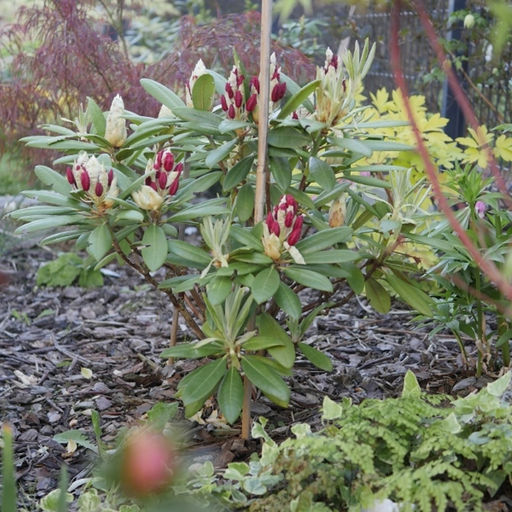 Рододендрон Неон Кисс