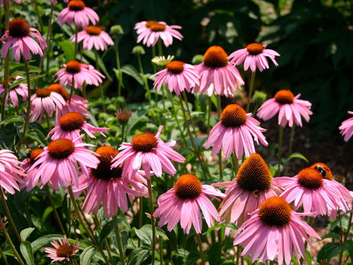 Эхинацея Purpurea Magnus (Магнус) - Долина роз фото 5