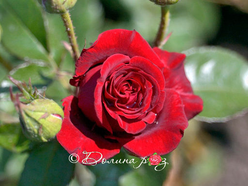 Роза Черная Магия - Долина роз фото 7