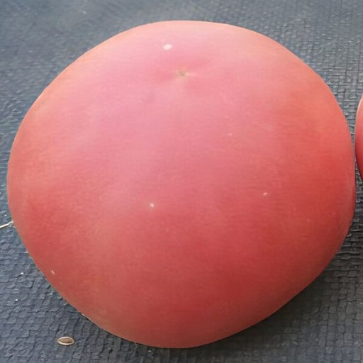 7060T Томат Персик Блов Саттон 10шт