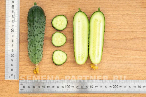 Огурец партенокарпический Герман - Партнер фото 7
