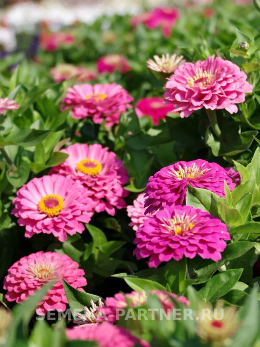 Цинния георгиновидная Сочные тропики Примавера - Партнер фото 5