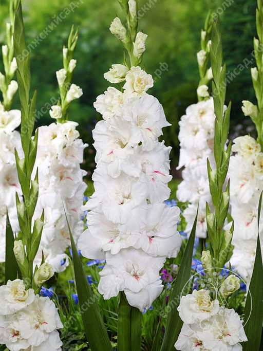 ГЛАДИОЛУС Декадент Разбор 10/12 Кол-во упак., шт 10