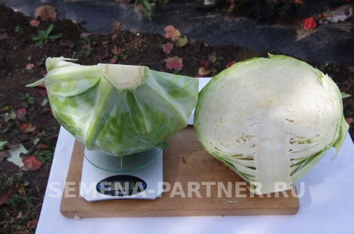 Капуста белокочанная позднеспелая Килатон - Партнер фото 5