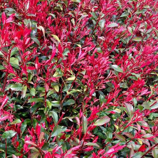 Фотиния Фразера Little Red Robin (Литл Ред Робин) - Голландские луковицы фото 5