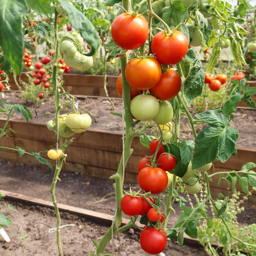 Томат ВЕРНЫЕ ДРУЗЬЯ F1 Кистевой гибрид, суперурожайный! В каждой кисти до 12 плодов, по 100 г! Кисти висят каскадами, плодов очень много на кусту! С каждого растения можно снять до 9 кг томатов! - Уральский дачник фото 2