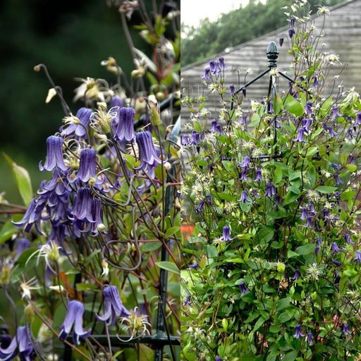 Клематис Фасцинейшн - Долина роз фото 4