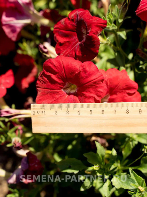 Петуния Амбре Вителия каскадная красная - Партнер фото 3