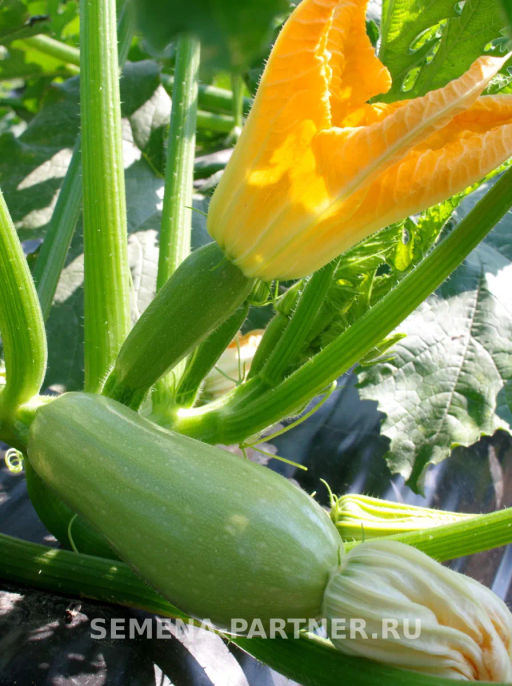 Кабачок Мурзик - Партнер фото 3